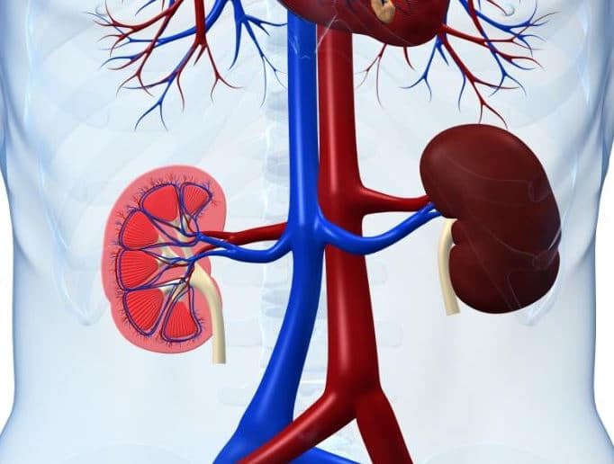 Kidney Problems 5 Signs You May Need Dialysis